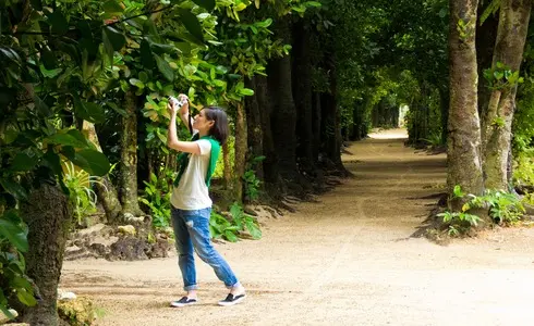 備瀬のフクギ並木の画像